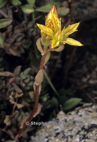 sedum lanceolatum 1 graphic